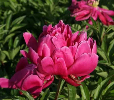 Paeonia lactiflora 'Karl Rosenfield'
