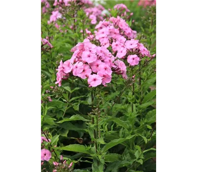 Phlox paniculata 'Minnehaha'