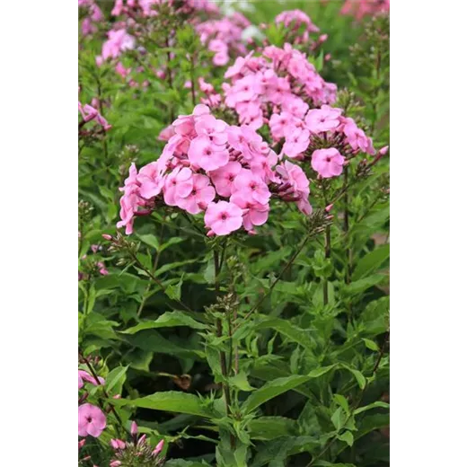 Phlox paniculata 'Minnehaha'