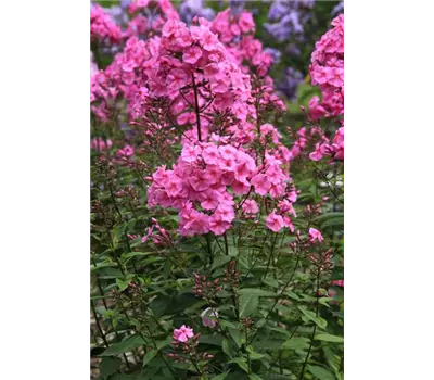 Phlox paniculata 'Winnetou'