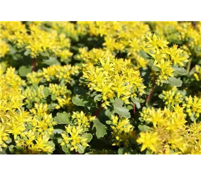 Sedum hybridum 'Immergrünchen'