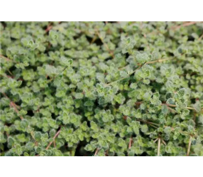Thymus praecox ssp.pseudolanuginosus Thymus praecox ssp.pseudolanuginosus
