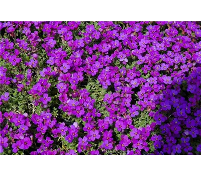 Aubrieta x cult.'Blaumeise'
