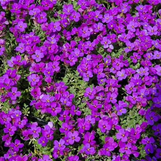 Aubrieta x cult.'Blaumeise'