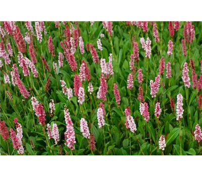 Bistorta affinis 'Darjeeling Red'