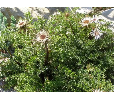 Carlina acaulis ssp.simplex