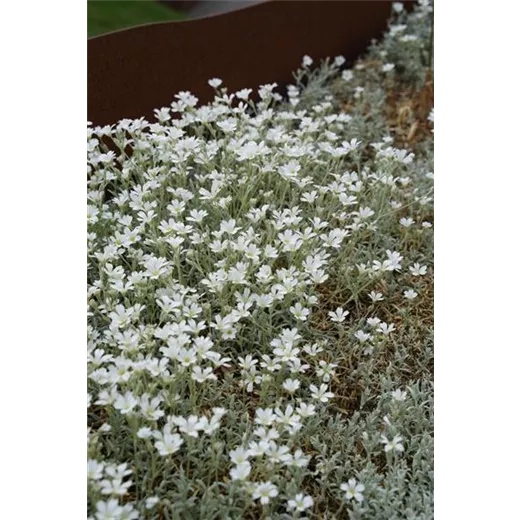 Cerastium tomentosum 'Silberteppich'