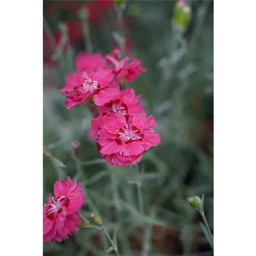 Dianthus plumarius 'Maggie'