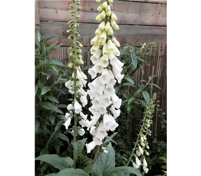 Digitalis purpurea 'Alba'