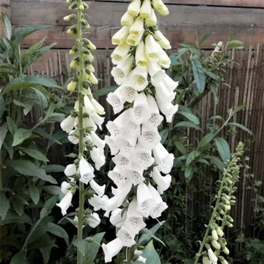 Digitalis purpurea 'Alba'