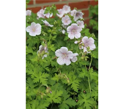 Geranium himalayense 'Derrick Cook'
