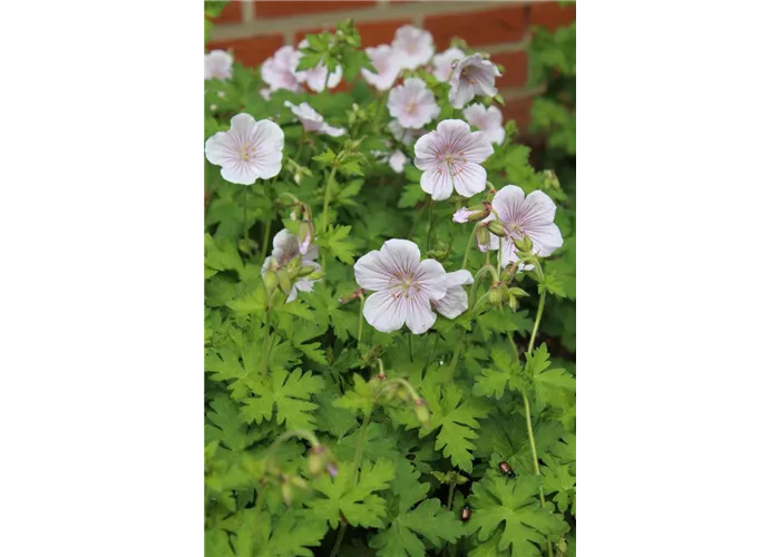 Geranium himalayense 'Derrick Cook'