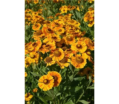 Helenium x cult.'Goldrausch'