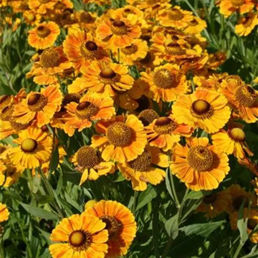 Helenium x cult.'Goldrausch'