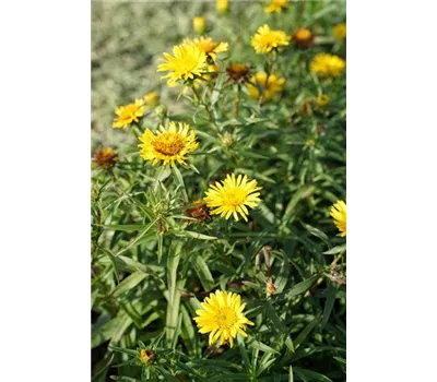 Inula ensifolia, gen. Inula ensifolia, gen.