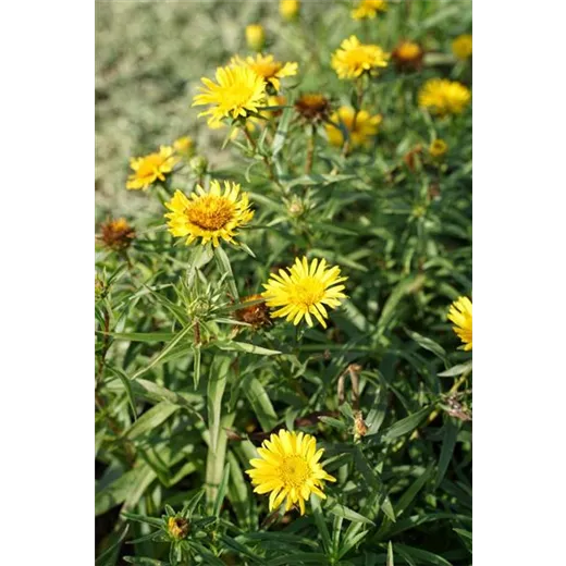 Inula ensifolia, gen.