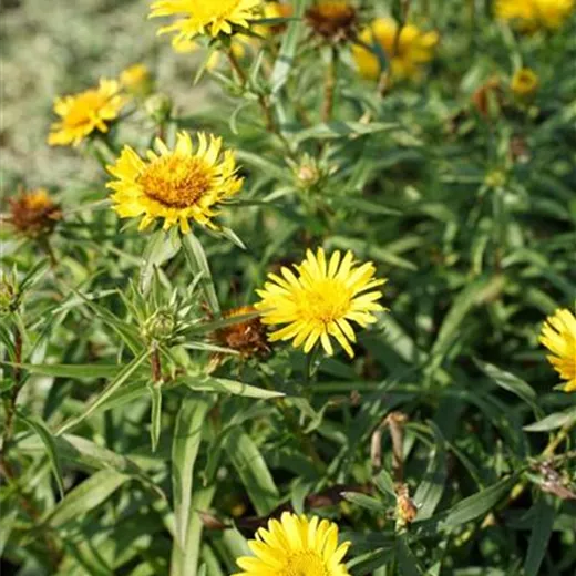 Inula ensifolia, gen.