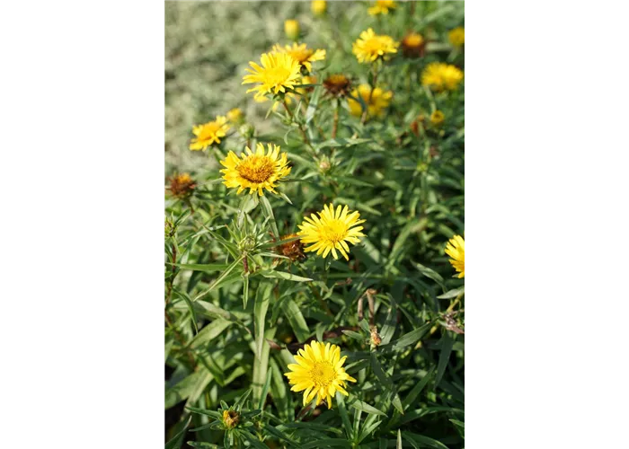 Inula ensifolia, gen.