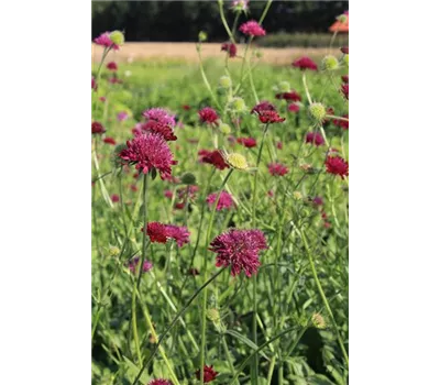 Knautia macedonica