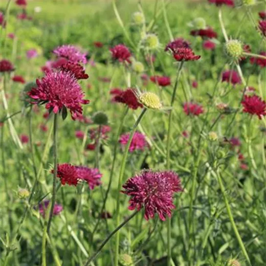 Knautia macedonica