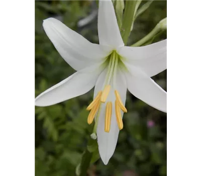 Lilium candidum
