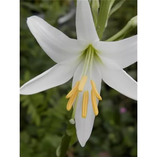 Lilium candidum Lilium candidum