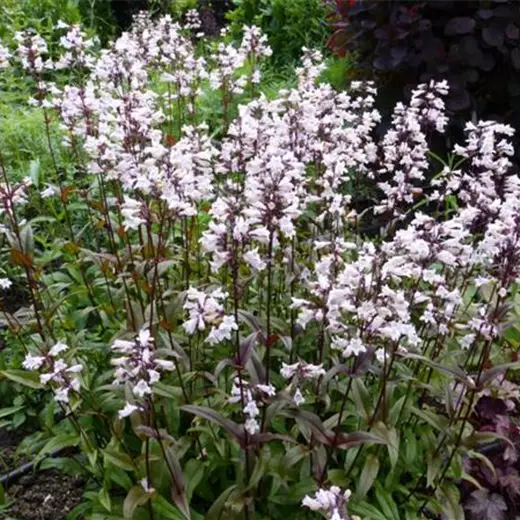 Penstemon digitalis 'Husker's Red'
