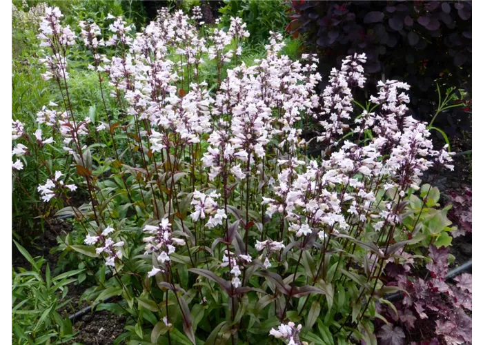 Penstemon digitalis 'Husker's Red'