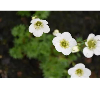 Saxifraga x arendsii 'Schneeteppich'