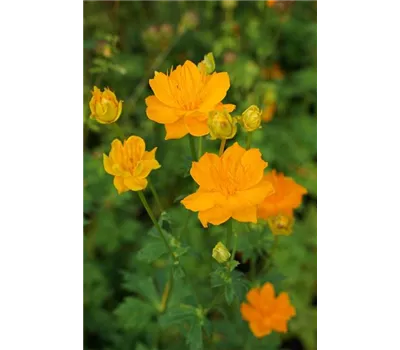 Trollius chinensis 'Golden Queen'