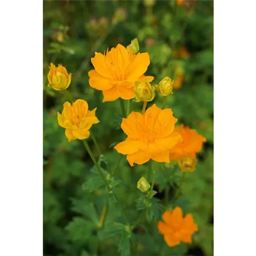Trollius chinensis 'Golden Queen'