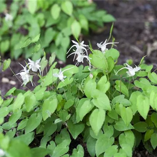 Epimedium x youngianum 'Niveum' Epimedium x youngianum 'Niveum'