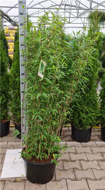 Fargesia Hybride 'Winter Joy'