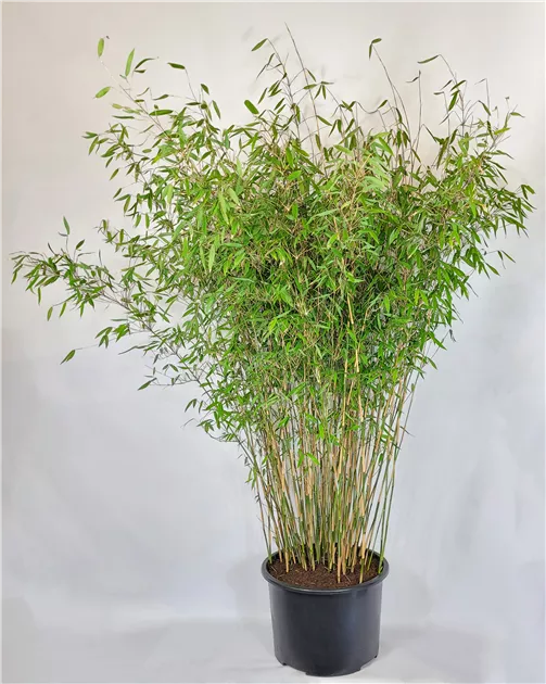 Fargesia Hybride 'Winter Joy'