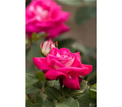 Rosa 'Acapella' -R- TH