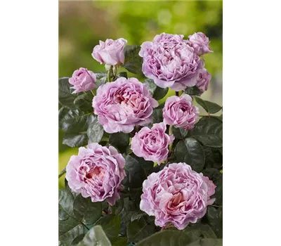 Rosa 'Eisvogel' -R- TH