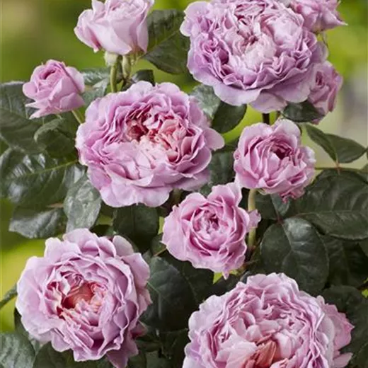 Rosa 'Eisvogel' -R- TH