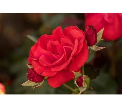 Rosa 'Montana' -R- BT