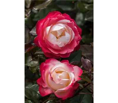 Rosa 'Nostalgie' -R- TH Rosa 'Nostalgie' -R- TH