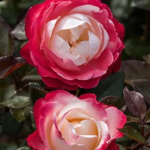 Rosa 'Nostalgie' -R- TH