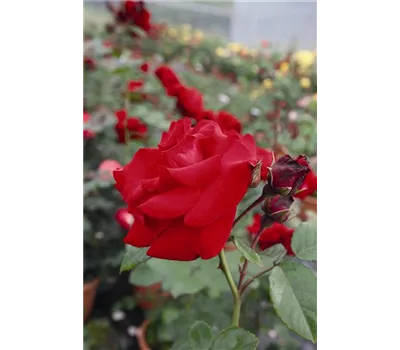 Rosa 'Santana' -R- KL