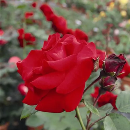 Rosa 'Santana' -R- KL