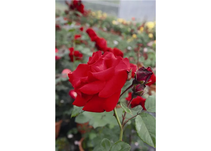 Rosa 'Santana' -R- KL