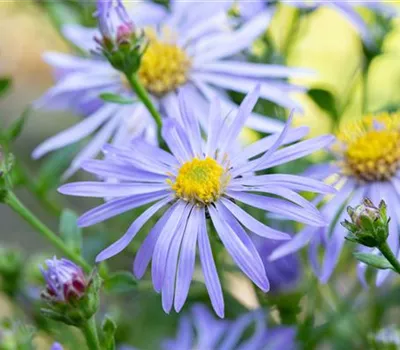 Aster x frikartii 'Wunder von Stäfa'