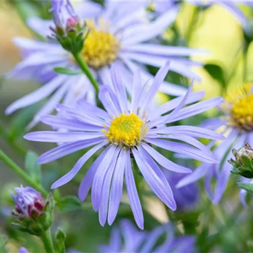 Aster x frikartii 'Wunder von Stäfa'