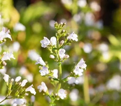 Calamintha nepeta 'Triumphator'