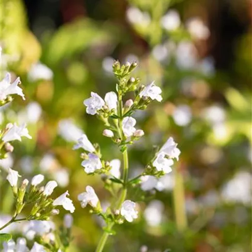 Calamintha nepeta 'Triumphator'