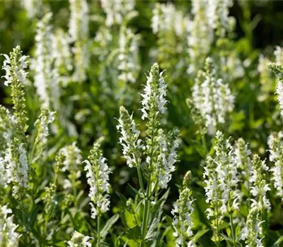 Salvia nemorosa 'Adrian' Salvia nemorosa 'Adrian'
