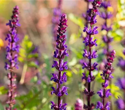 Salvia nemorosa 'Caradonna' Salvia nemorosa 'Caradonna'