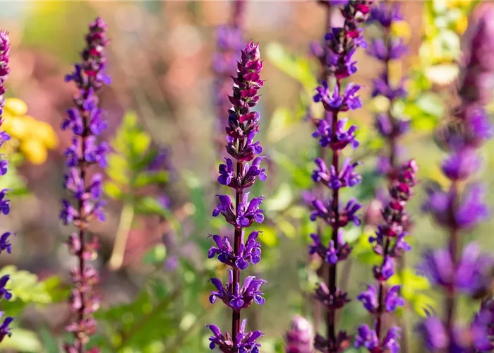 Salvia nemorosa 'Caradonna'